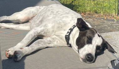 Hund verschwunden: Polizei muss Queenie befreien | Regional