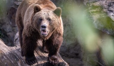 Braunbär tötet in Russland zwei Menschen