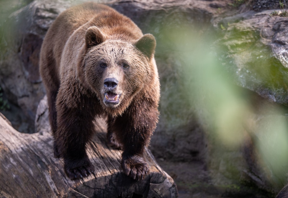 Braunbär tötet in Russland zwei Menschen