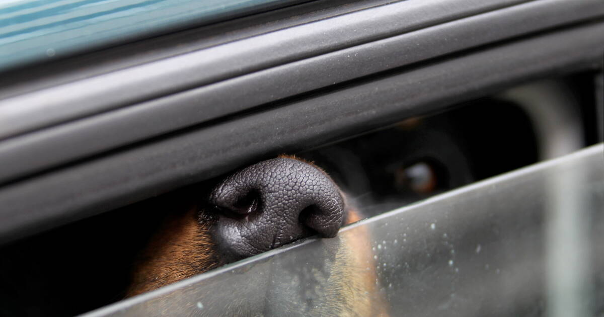 Mannheim: Frau lässt Hund in der Hitze beim Einkaufen im Auto - Polizeiberichte aus Rhein-Neckar-Odenwald