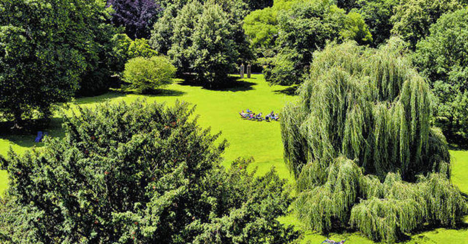 Mannheim: Im Luisenpark brach größerer Ast ab - Mannheim und Metropolregion Rhein-Neckar - Nachrichten und Aktuelles