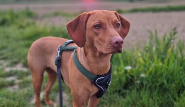 München: Misshandelte Hündin „Bella“ darf vorerst im Tierheim bleiben - Landkreis München