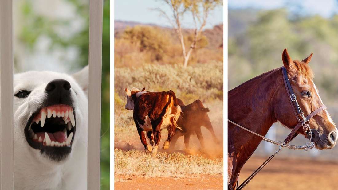 Die tödlichsten Tiere in Australien sind nicht etwa Schlangen oder giftige Spinnen.