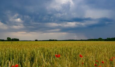 Neue Gewitter in Berlin und Brandenburg erwartet