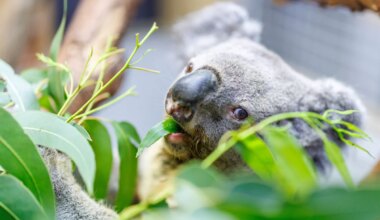 Zoo Duisburg in Trauer - Irwin ist tot: Ältester Koala Europas wurde 17 Jahre alt - Wissen