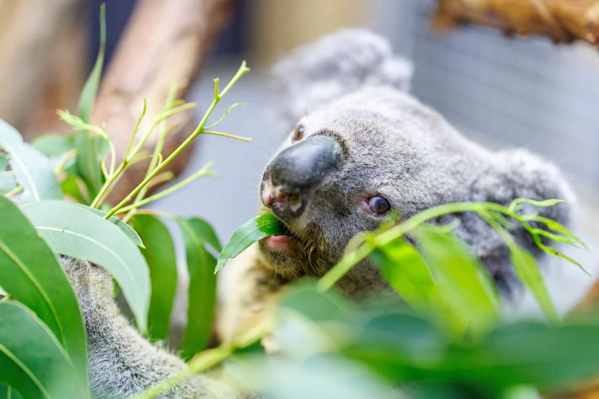 Zoo Duisburg in Trauer - Irwin ist tot: Ältester Koala Europas wurde 17 Jahre alt - Wissen