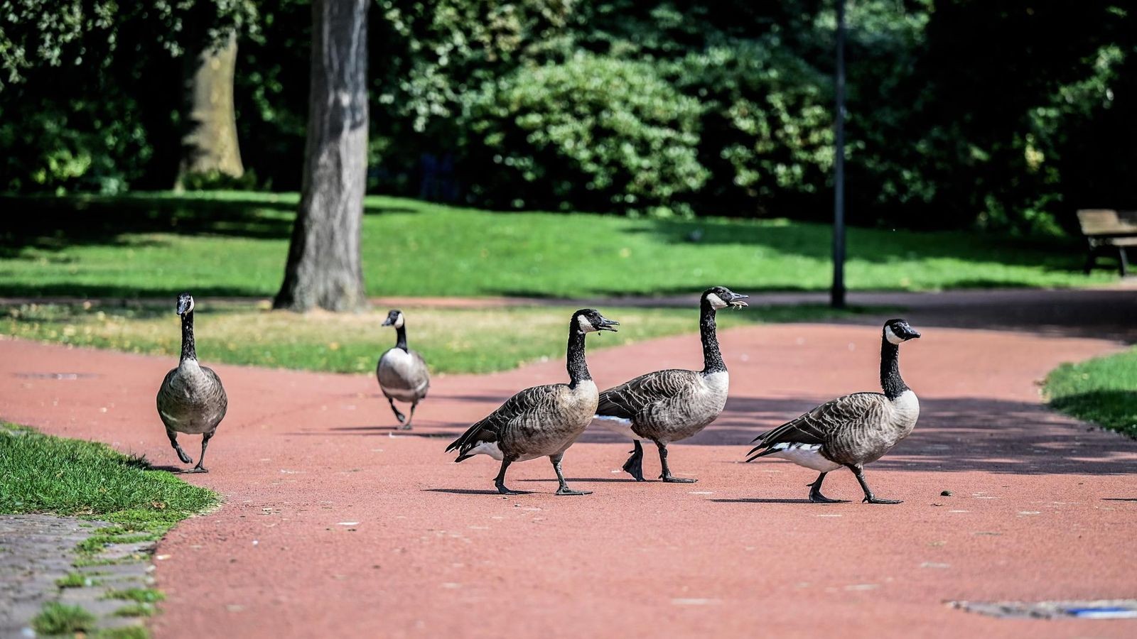 Nicht mehr Tiere als in den Vorjahren in Herne
