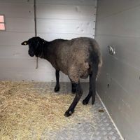 Schaf vor Schlachtung in Berliner Wohnung gerettet