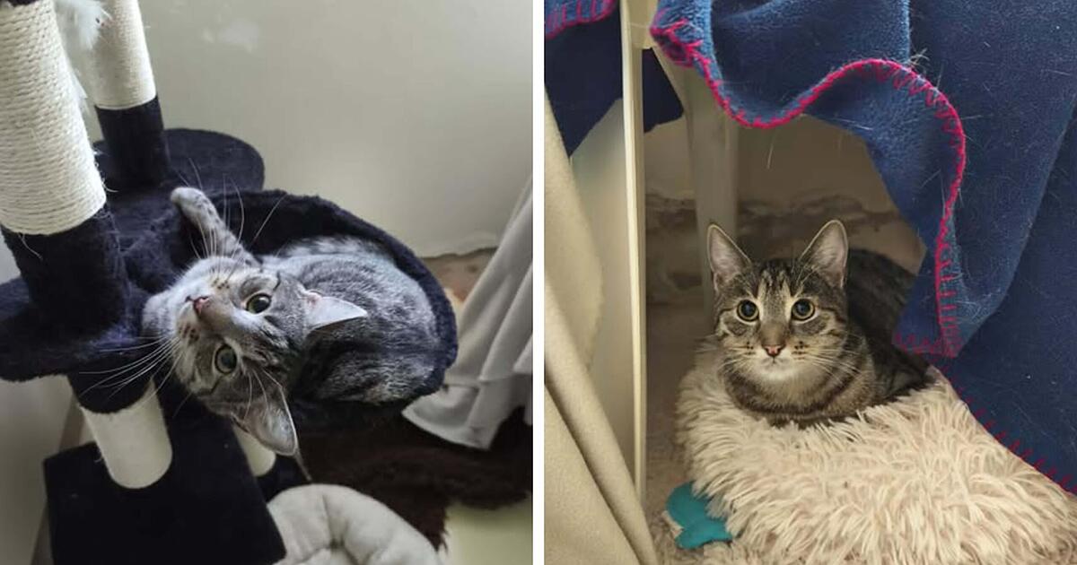 Katzen-Brüder "zum zweiten Mal im Stich gelassen"