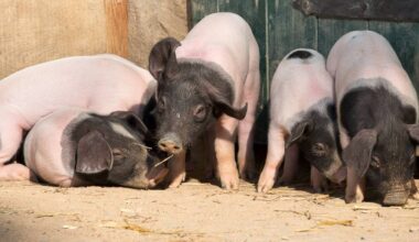 Rhein-Sieg-Kreis warnt vor Schweinepest - Radio Bonn / Rhein-Sieg