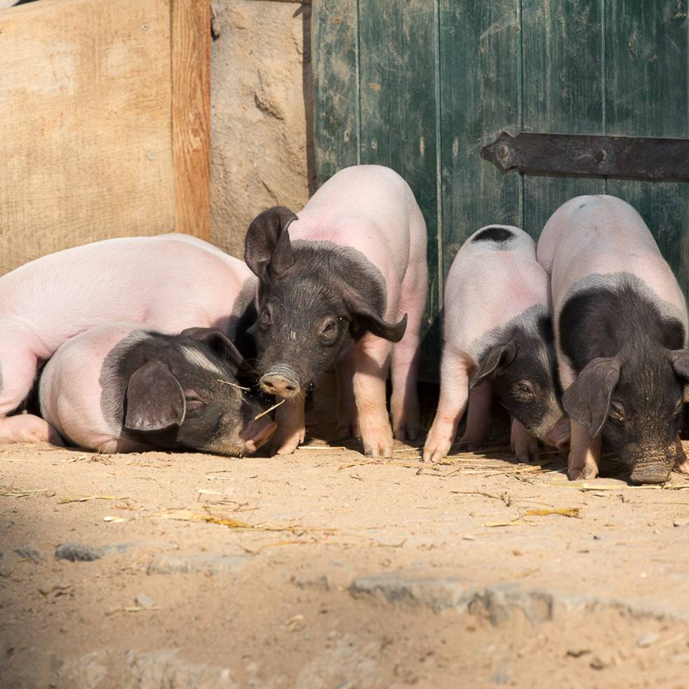 Rhein-Sieg-Kreis warnt vor Schweinepest - Radio Bonn / Rhein-Sieg