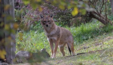 Sylt: Goldschakal im Blutrausch - nun darf geschossen werden