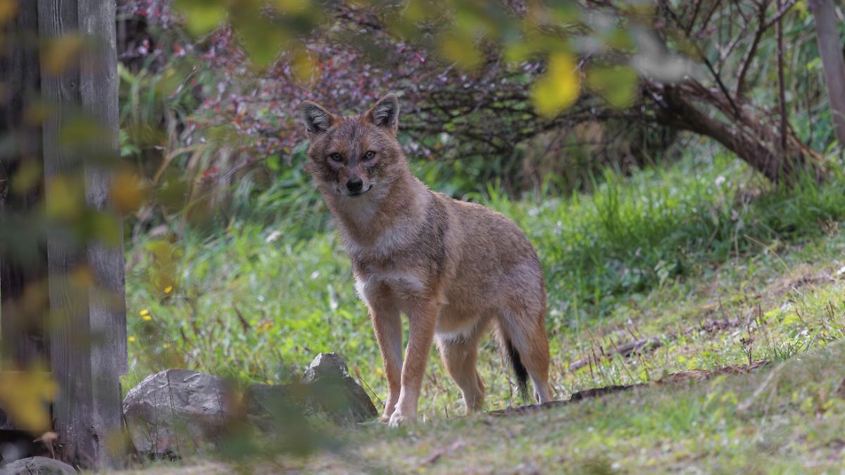Sylt: Goldschakal im Blutrausch - nun darf geschossen werden