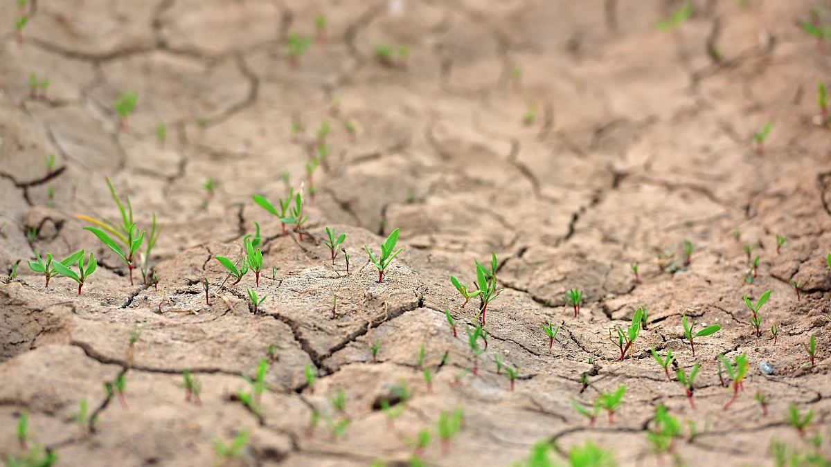 Grundwasser sinkt teils deutlich: Hälfte aller Landkreise verbraucht zu viel Wasser