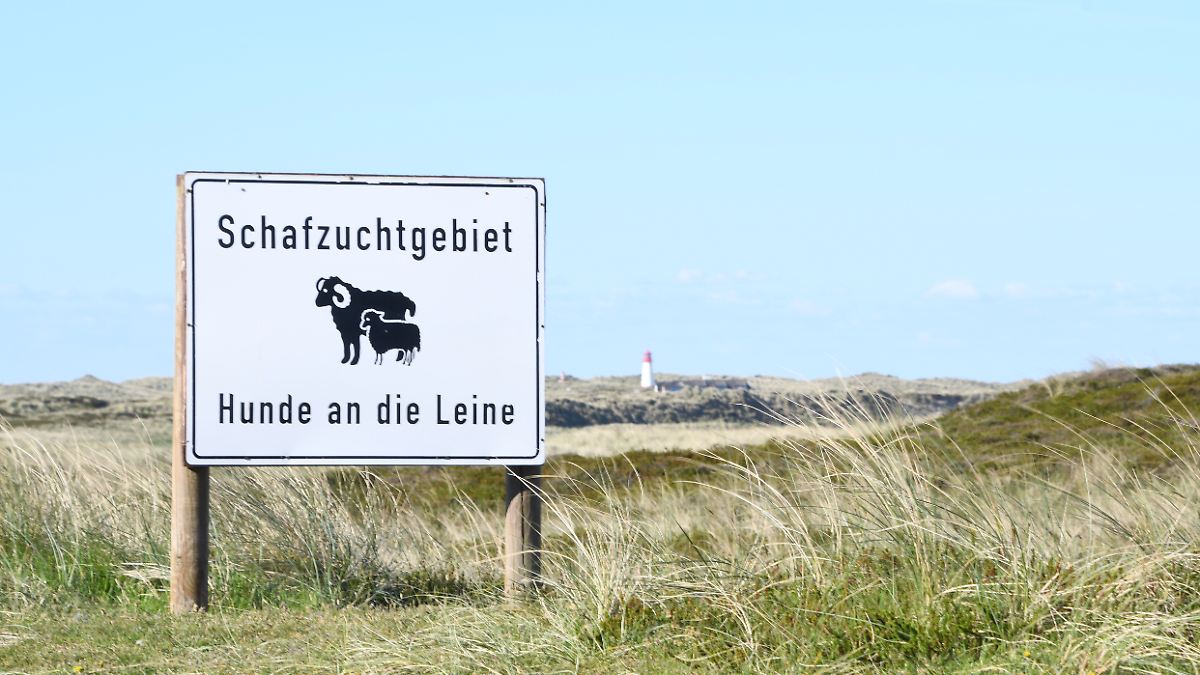 Eilantrag abgewiesen: Sylter Goldschakal darf doch geschossen werden