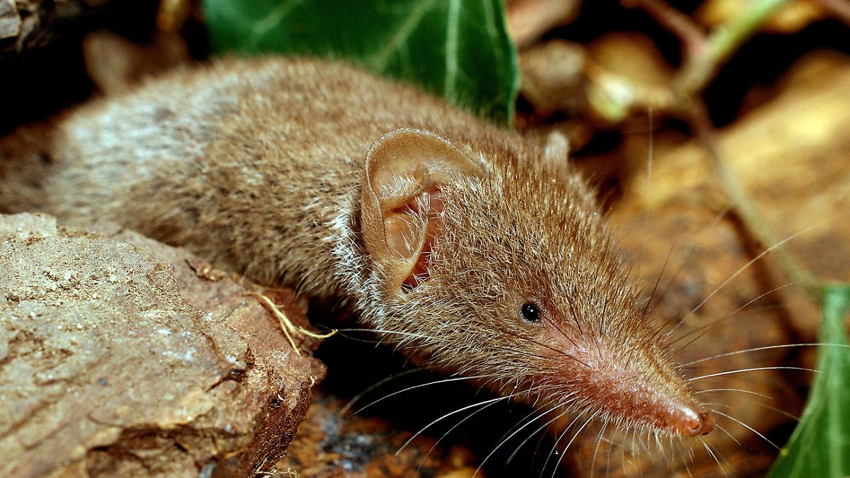 Mann in bayerischem Pfaffenhofen stirbt an seltenem Borna-Virus