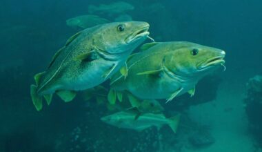 Überfischung lässt Dorsche in der Ostsee schrumpfen: Es liegt an Genen | Regional