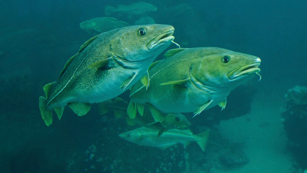 Überfischung lässt Dorsche in der Ostsee schrumpfen: Es liegt an Genen | Regional