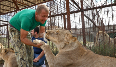 Verschleppte Ukraine-Löwen greifen Besitzer des berüchtigten Taigan-Zoos an