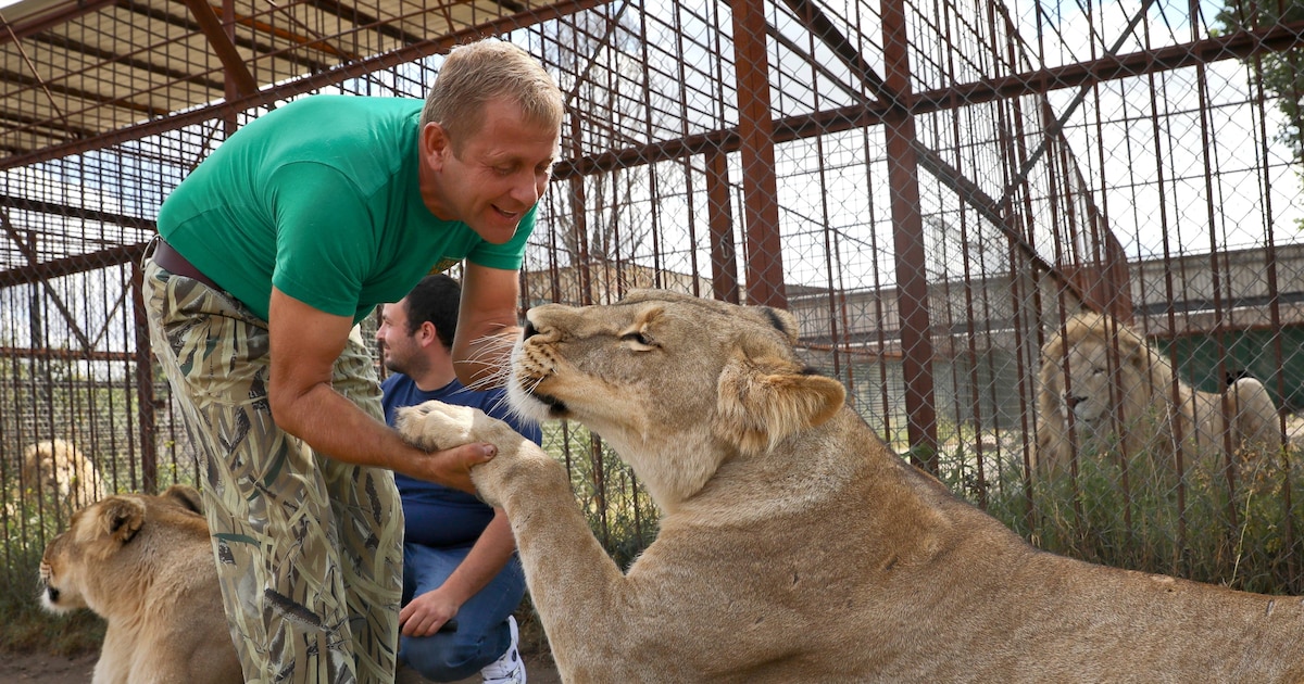 Verschleppte Ukraine-Löwen greifen Besitzer des berüchtigten Taigan-Zoos an