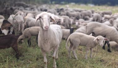 Scharfe Kritik an Wanderschäfer Elias Konze in Castrop-Rauxel