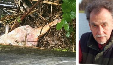 Koi im Teich am Hympendahl-Viadukt ist tot