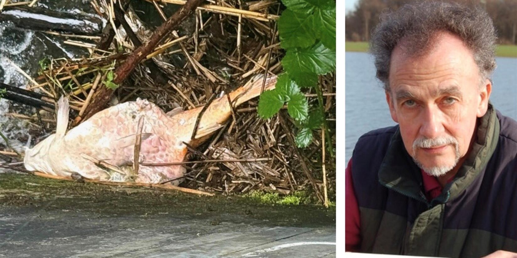 Koi im Teich am Hympendahl-Viadukt ist tot