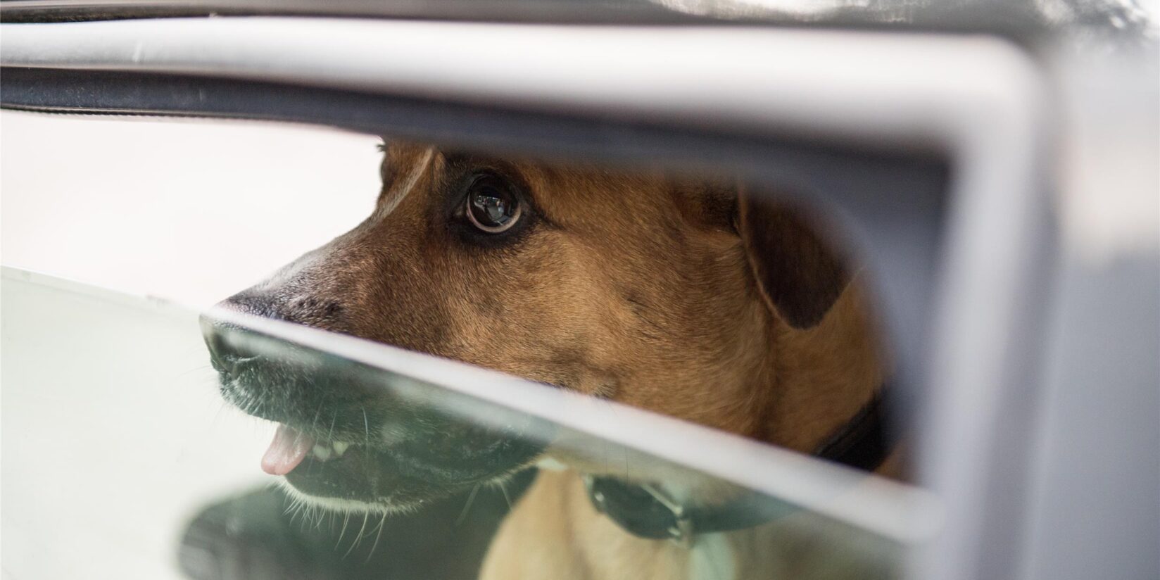 Wenn das Auto für Kinder und Tiere zur Falle wird