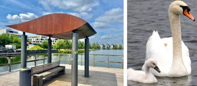 Der Phoenix-See in Dortmund Hörde und zwei Schwäne