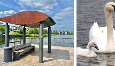 Hecht verschlingt Schwanenküken auf dem Phoenix-See