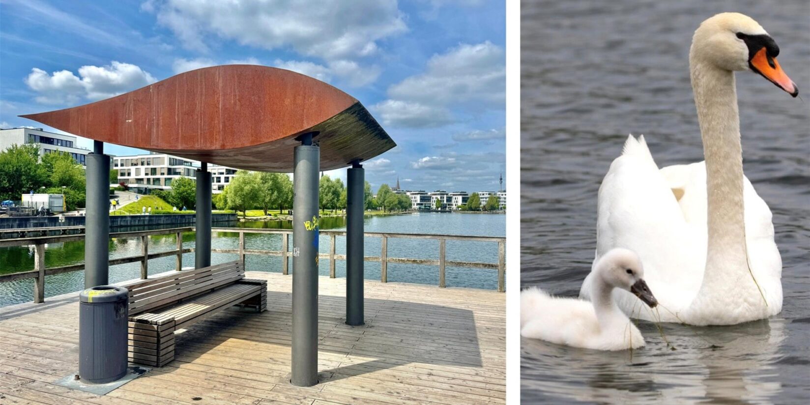 Hecht verschlingt Schwanenküken auf dem Phoenix-See