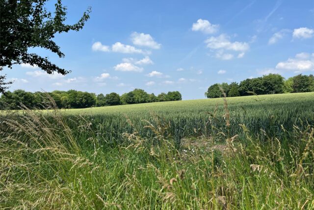 Auf dieser Fläche nördlich der U42-Endhaltestelle in Grevel, die einmal als Erweiterung für den Scharnhorster Friedhof im Gespräch war, könnte nach Ansicht von SPD und CDU ein Gymnasium entstehen.
