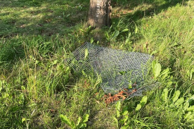 Das Schutzgitter einiger Obstbäume an der Dreihausenstraße in der Nähe des Lanstroper Sees ist mutwillig entfernt worden.