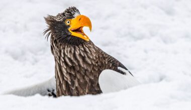 Tierischer Fotowettbewerb – Heute schon gelacht? Solche Bilder versüßen dir den Tag