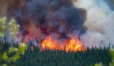 Viel Geld, wenig Wirkung: EU-Bericht rügt Waldbrandprävention