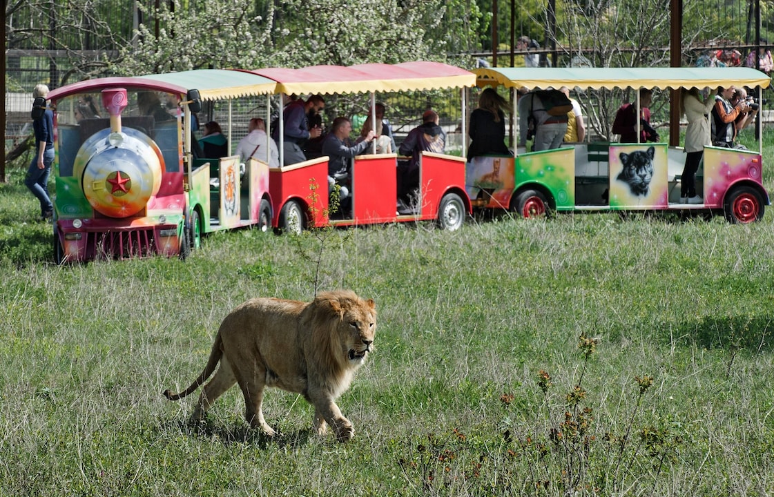 Ein Löwe im Taigan-Safaripark auf der von Russland besetzten ukrainischen Halbinsel Krim.