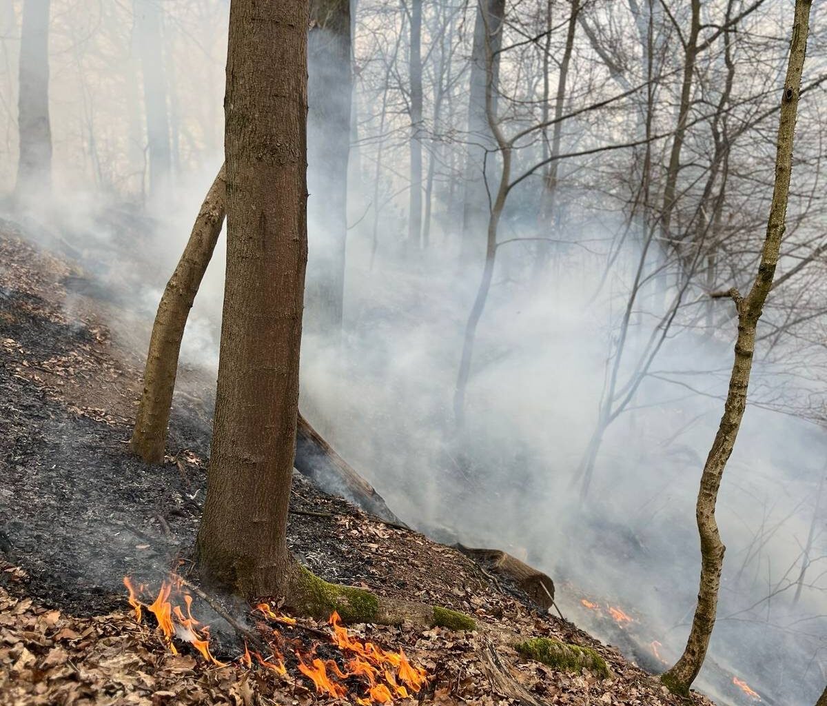 Sommerwochenende: Waldbrandgefahr steigt - Radio Mülheim