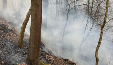 Sommerwochenende: Waldbrandgefahr steigt - Radio Mülheim