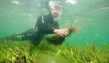 Ostsee: Freiwillige Taucher pflanzen Seegraswiesen | Regional