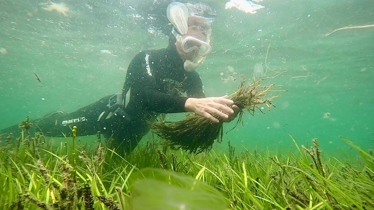 Ostsee: Freiwillige Taucher pflanzen Seegraswiesen | Regional