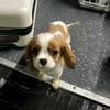 Er lag in den eigenen Exkrementen: Hundewelpe im Kofferraum geschmuggelt