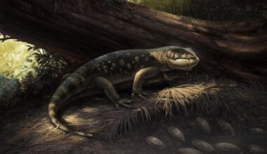 "Hügelkopf" wie aus "Der Hobbit": Riesenechse aus der Kreidezeit heißt wie Goblinprinz