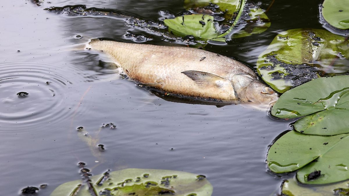 Hamburg & Schleswig-Holstein: Umweltverbände befürchten Fischsterben im Hamburger Hafen
