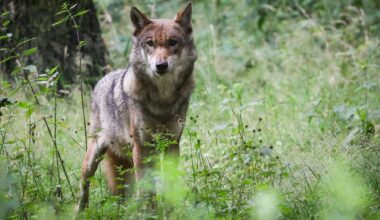 Berlin & Brandenburg: Undercover für den Wolf? Jäger im Clinch mit Aktivisten