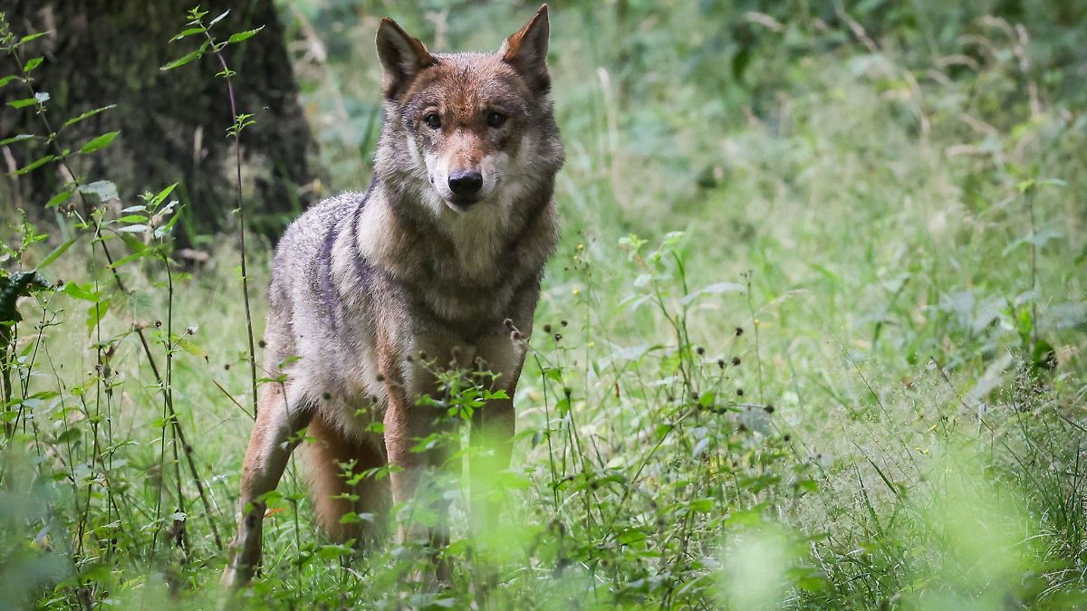 Berlin & Brandenburg: Undercover für den Wolf? Jäger im Clinch mit Aktivisten