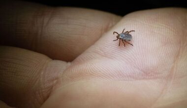 Berlin & Brandenburg: Naturschutzbund ruft zum Melden von Zecken auf
