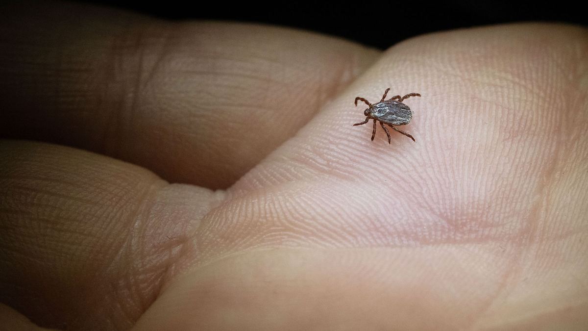 Berlin & Brandenburg: Naturschutzbund ruft zum Melden von Zecken auf
