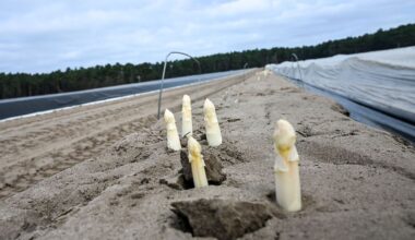 Berlin & Brandenburg: Betriebe mit Spargelsaison zufrieden - Sorge um Lohnkosten