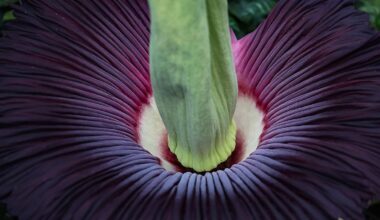 Berlin & Brandenburg: Riesenblume blüht im Botanischen Garten – nur für drei Tage