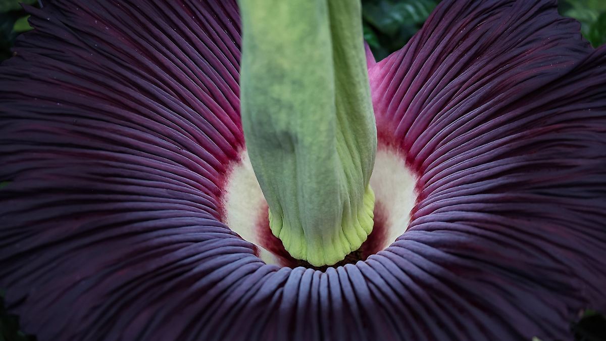 Berlin & Brandenburg: Riesenblume blüht im Botanischen Garten – nur für drei Tage